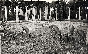 Colomb bechar 513- Gazelles jardin public COLLECTION DES AMIS DE ND DE SANTA CRUZ